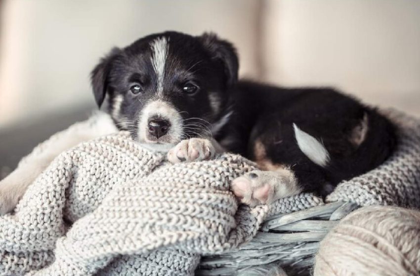 Remedies for Soothing Teething Puppies