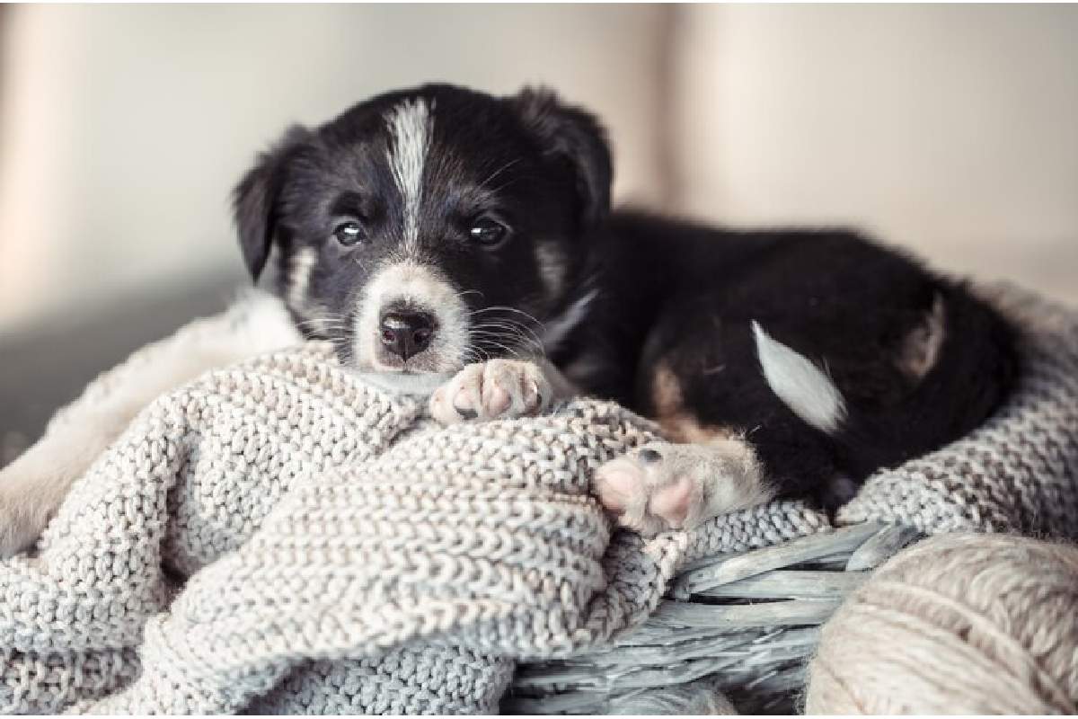 Remedies for Soothing Teething Puppies